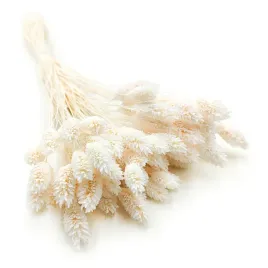 suszony-phalaris-mocno-bielonyor-mozga-kanaryjska-kanar-dekoracja-bukiet