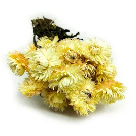 kocanka-suszona-granvia-helichrysum-granvia-slomkowa
