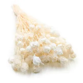 czarnuszka-suszona-nigella-damascena-bielona