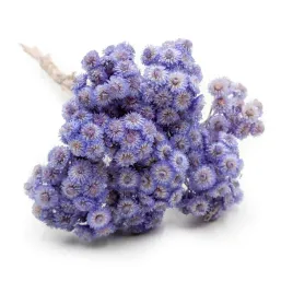 kocanka-suszona-wloska-helichrysum-italicum-lawendowa