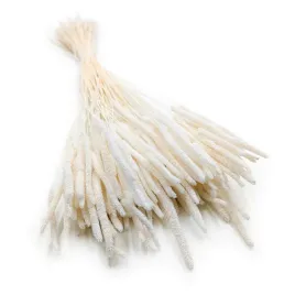 suszona-trawa-tymotka-phleum-bielona