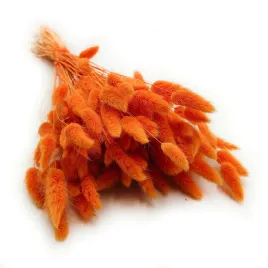 suszony-lagurus-dmuszek-jajowaty-mandarynka