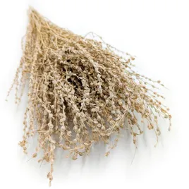 lepidium-lepidium-sativum-naturalne