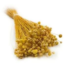 botao-amarelino-amarelinho-zolte