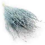 lepidium-lepidium-sativum-mietowe