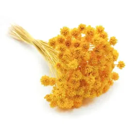hill-flower-zolty