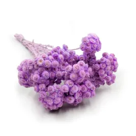 kocanka-suszona-wloska-helichrysum-italicum-liliowa