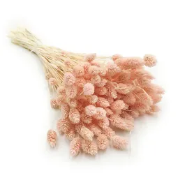 phalaris-jasno-rozowy-mozga-kanaryjska-kanar-boho-suszona-roslina