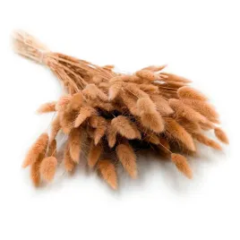 suszony-lagurus-dmuszek-jajowaty-orzech