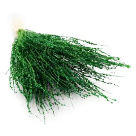 lepidium-lepidium-sativum-zielone