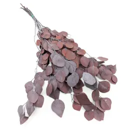 eukaliptus-populus-stabilizowany-eukaliptus-czerwony