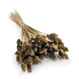 suszony-phalaris-kanar-mozga-kanaryjska-zloty