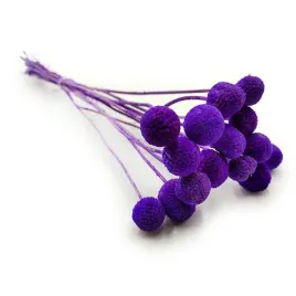 kraspedia-suszona-craspedia-extra-lila-bukiet-15szt