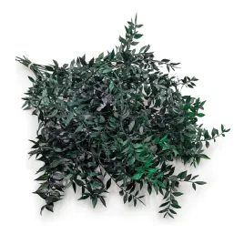 ruskus-stabilizowany-ruscus-zielony