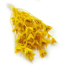 czarnuszka-orientalna-nigella-orientalis-zolta