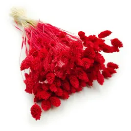 phalaris-suszony-czerwony-mozga-kanaryjska-kanar-boho