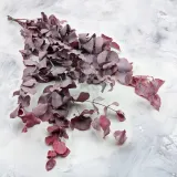 eukaliptus-stabilizowany-cinerea-czerwony-wysokosc-maksymalna-60-cm
