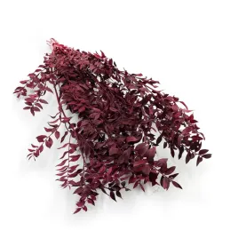 ruskus-stabilizowany-ruscus-czerwony