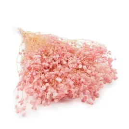 gipsowka-stabilizowana-gypsophila-rozowa