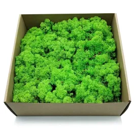 500g-mech-chrobotek-reniferowy-zielony-norweski