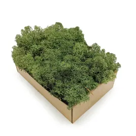 50g-mech-chrobotek-reniferowy-zielony-norweski
