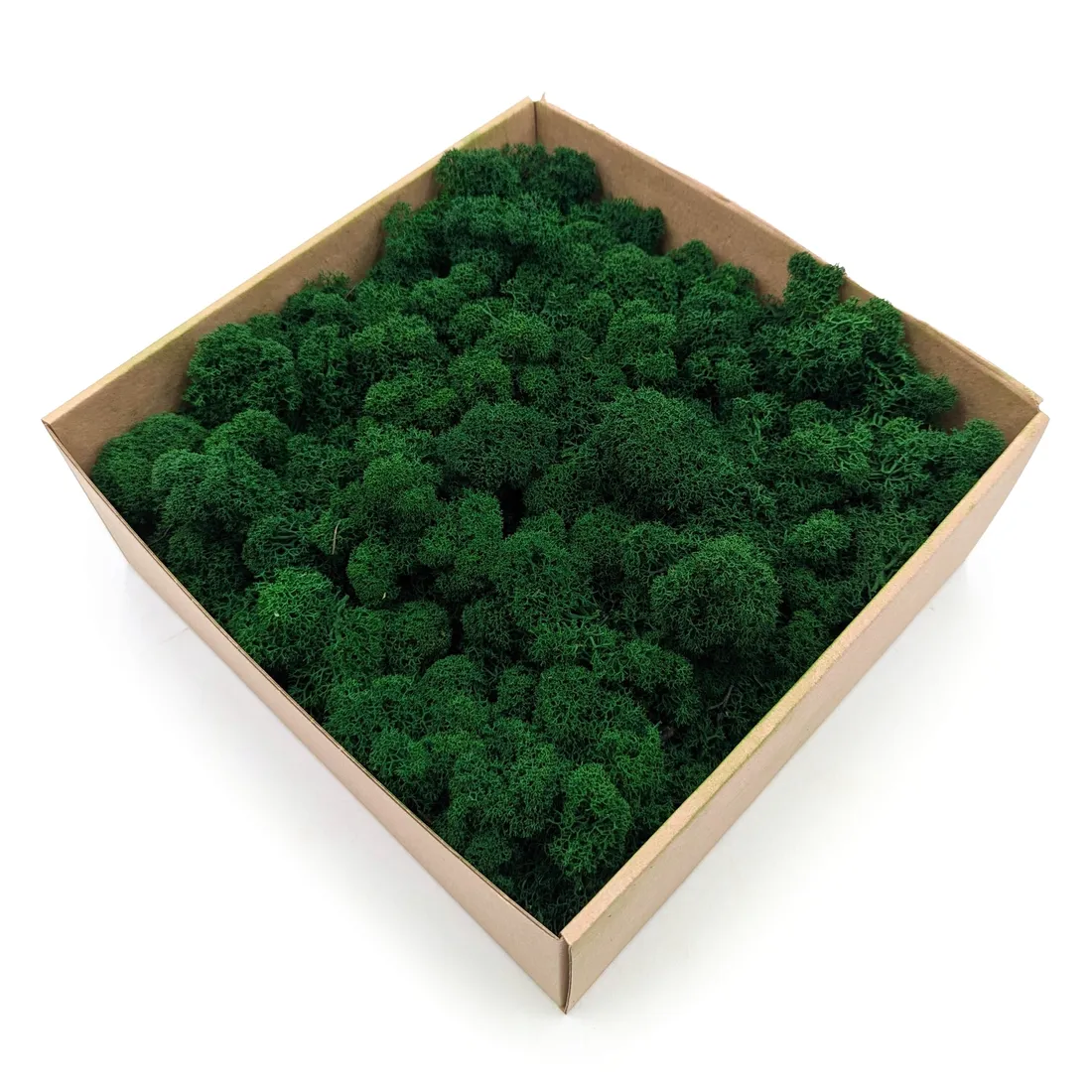 mech-chrobotek-alpejski-premium-500g-stan-nowy