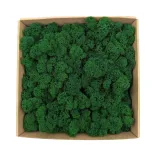 mech-chrobotek-alpejski-premium-500g-wysokosc-produktu-30-cm