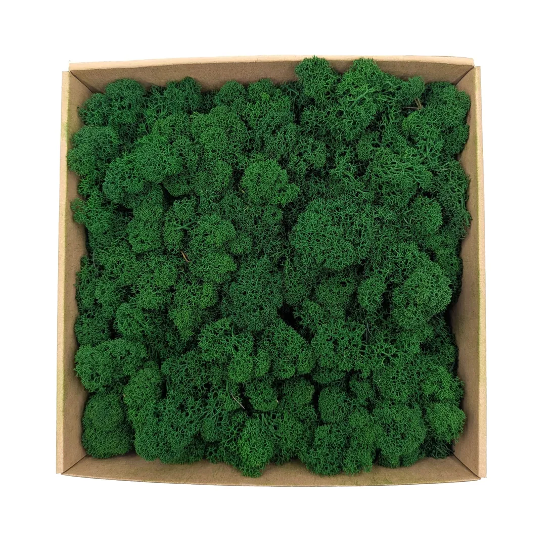 mech-chrobotek-alpejski-premium-500g-stan-nowy