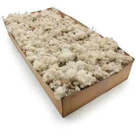 500g-mech-chrobotek-reniferowy-bialy-norweski