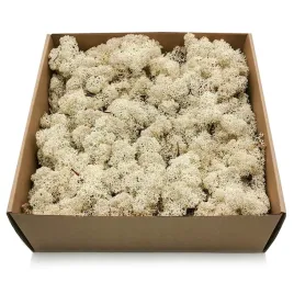 500g-mech-chrobotek-reniferowy-bialy-norweski