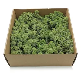 500g-mech-chrobotek-reniferowy-zielony-norweski
