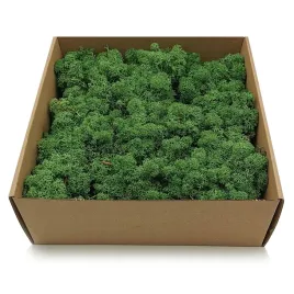 500g-mech-chrobotek-reniferowy-zielony-norweski