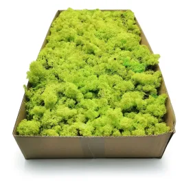 500g-mech-chrobotek-reniferowy-spring-norweski