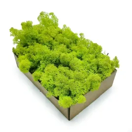 50g-mech-chrobotek-reniferowy-spring-norweski