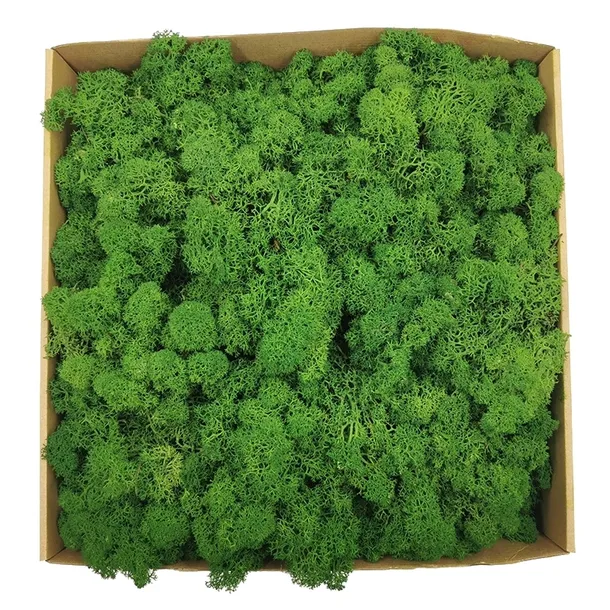 mech-chrobotek-alpejski-500g-marka-bez-marki
