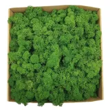 mech-chrobotek-alpejski-500g-marka-bez-marki