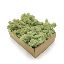 50g-mech-chrobotek-reniferowy-mietowy-norweski