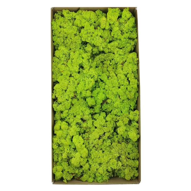 mech-chrobotek-norweski-500g-wysokosc-produktu-25-cm