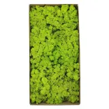 mech-chrobotek-norweski-500g-wysokosc-produktu-25-cm