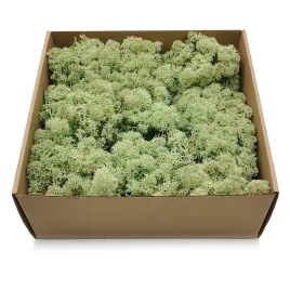 500g-mech-chrobotek-reniferowy-mietowy