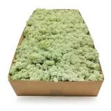 mech-chrobotek-norweski-500g