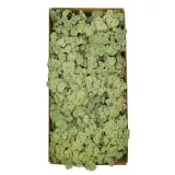 mech-chrobotek-norweski-500g-stan-nowy