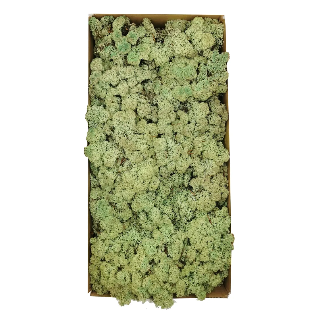mech-chrobotek-norweski-500g-stan-nowy