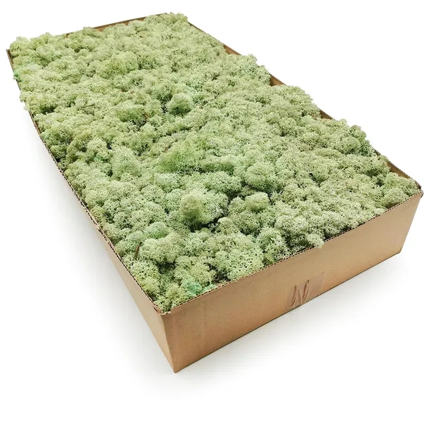 mech-chrobotek-norweski-500g-wysokosc-produktu-25-cm