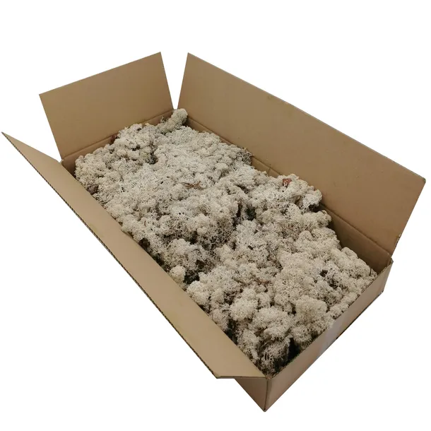 mech-chrobotek-norweski-500g-szerokosc-produktu-25-cm