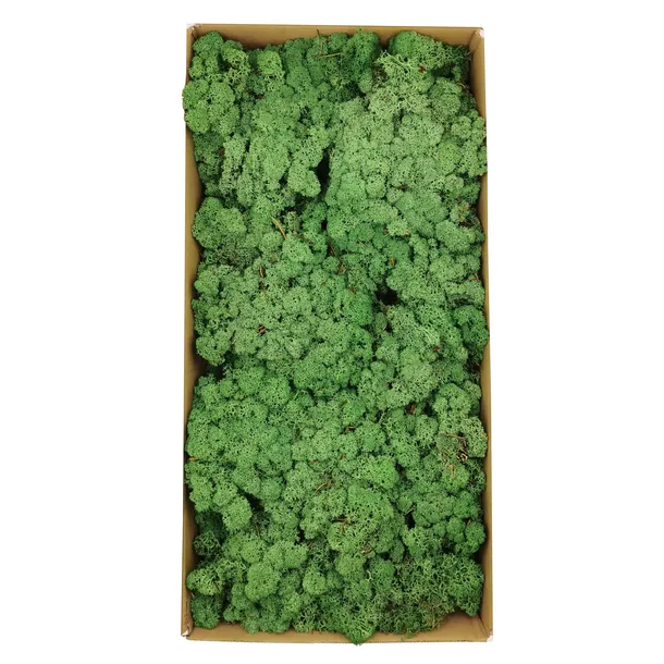 mech-chrobotek-norweski-500g-stan-nowy-wysokosc-produktu-25-cm