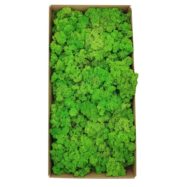 mech-chrobotek-norweski-500g-wysokosc-produktu-25-cm