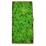 mech-chrobotek-norweski-500g-wysokosc-produktu-25-cm