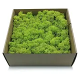 500g-mech-chrobotek-reniferowy-spring