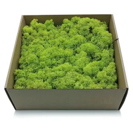 500g-mech-chrobotek-reniferowy-spring